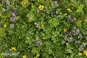 Etera Sedum Tile for Green Roofs from InterCoast Building Solutions Vancouver BC