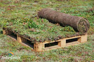 Sempergreen Vegetation Blankets for Green Roofs & Garden Roofs | Division 7 Architectural Products for BC & AB