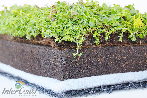 Columbia Green Technologies' Layered Assembly for Extensive Green Roofs
